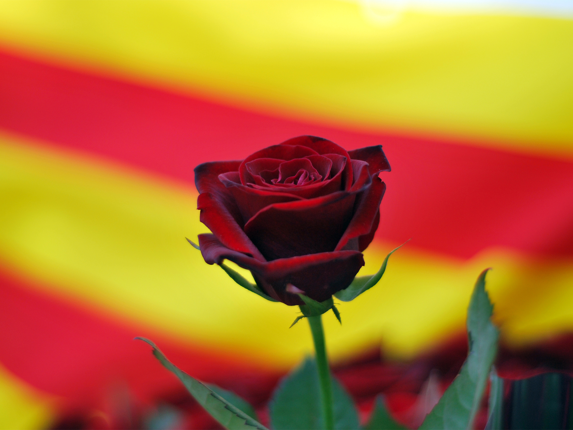 La Diada de Sant Jordi tradition resembles that of Saint Valentine's Day La Diada de Sant Jordi