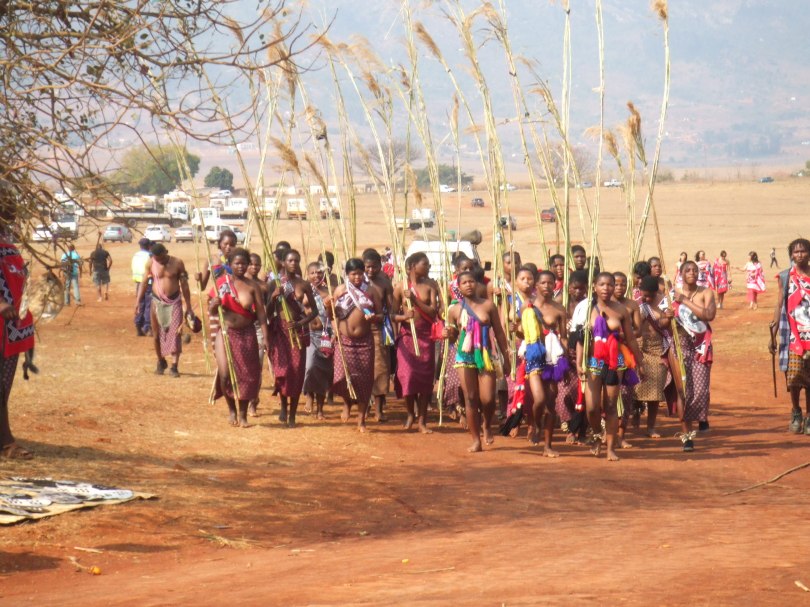 Girls carrying reed bundles during the Umhlanga