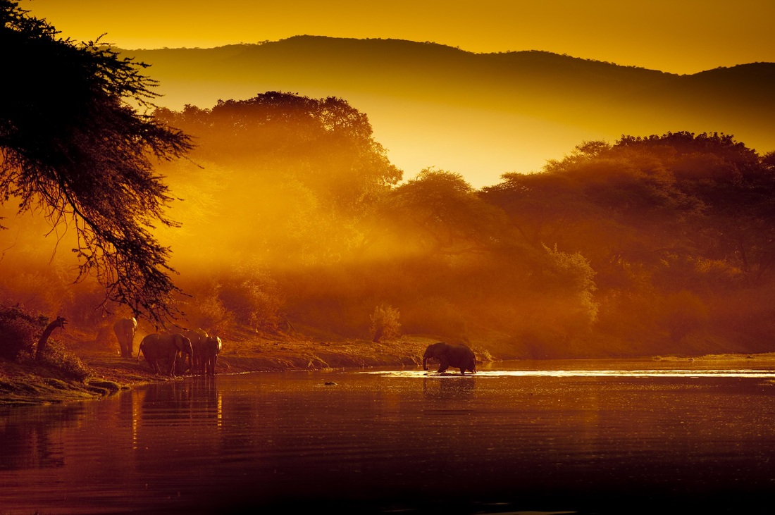 Elephants at Lower Zambezi National Park